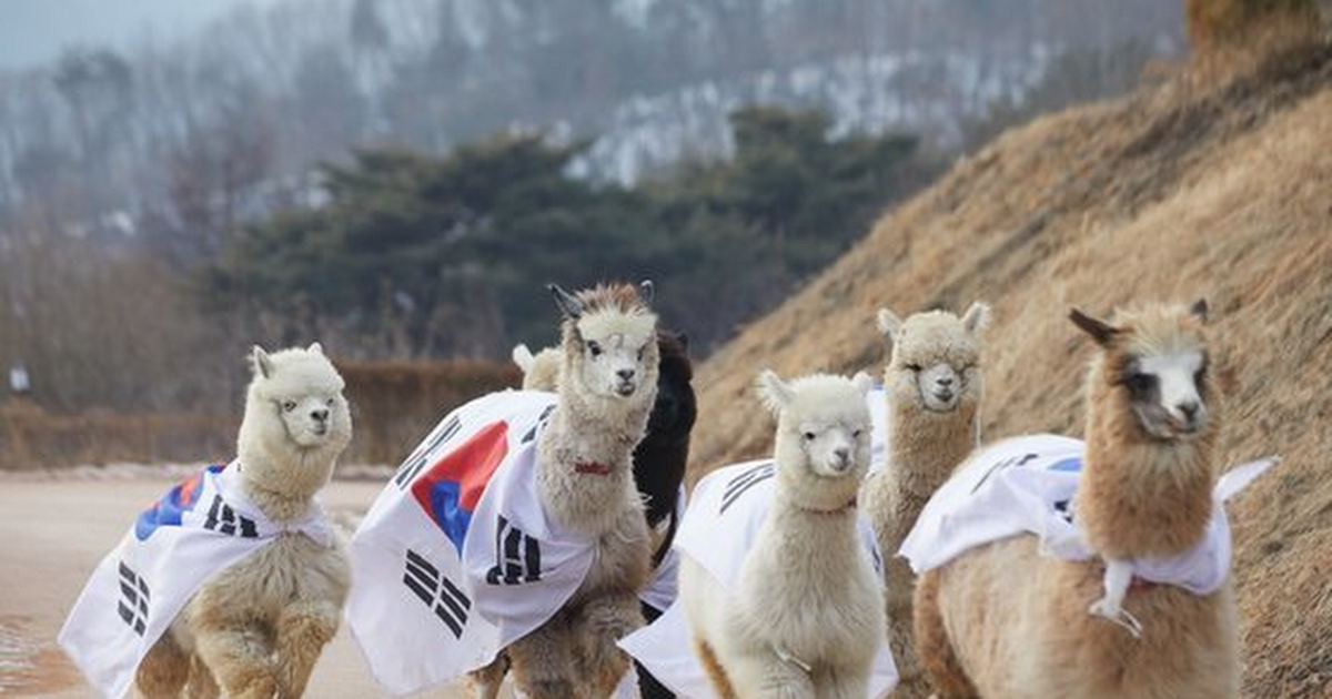 (Internautas Opinan) ALPACAS CORRIENDO CON LA BANDERA DE COREA ENCENDIDA